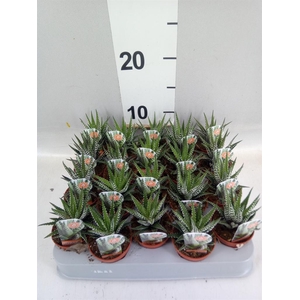 Haworthia fasciata 'Big Band'