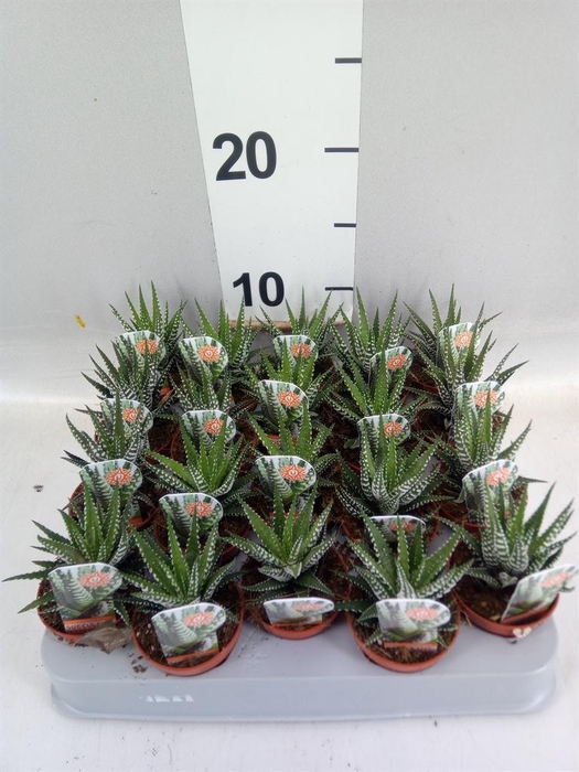 <h4>Haworthia fasciata 'Big Band'</h4>