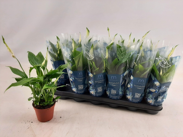 <h4>SPATH CHOPIN</h4>