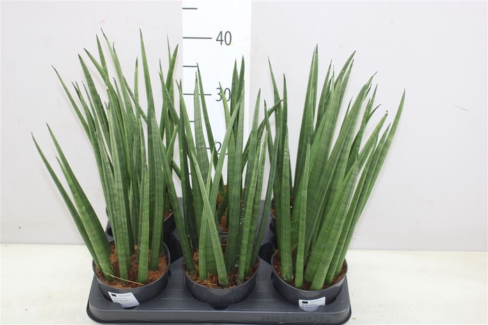 <h4>Sanseveria Cylindrica</h4>