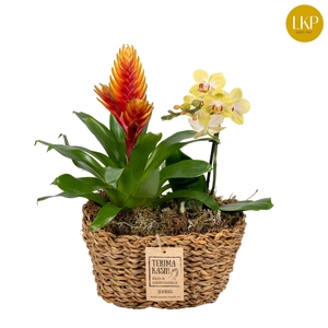 Coupe Orchibrom Java
