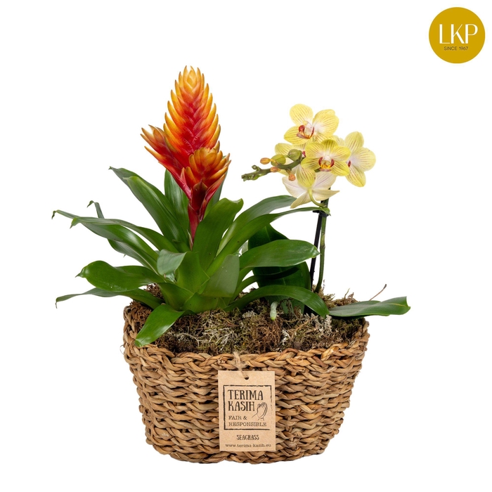 <h4>Coupe Orchibrom Java</h4>