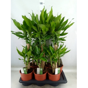 Dracaena frag. 'Steudneri'