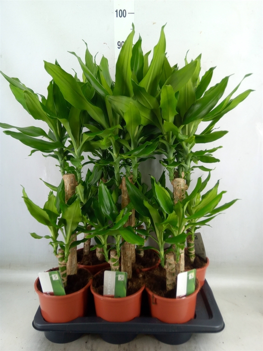 <h4>Dracaena frag. 'Steudneri'</h4>