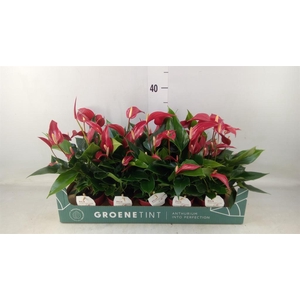 Anthurium  'Banderola Roja'