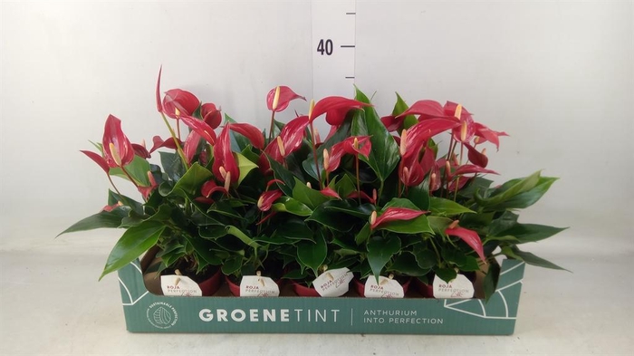 <h4>Anthurium  'Banderola Roja'</h4>