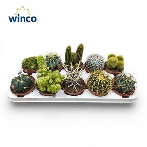 Festival® - Cactus Mix (10spc.)