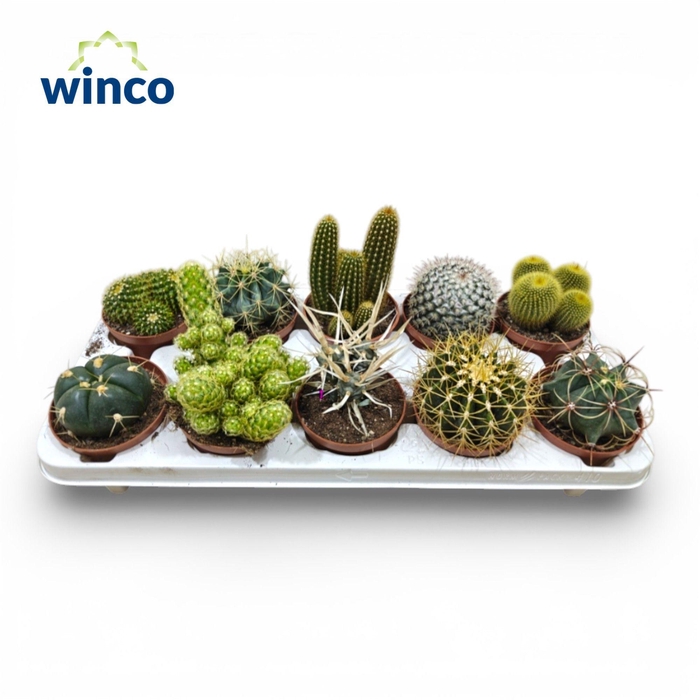 <h4>Festival® - Cactus Mix (10spc.)</h4>