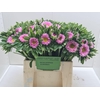 CALLIS MATS PINK