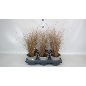 Carex comans 'Bronze Form'