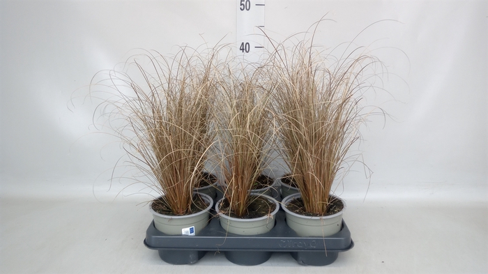 <h4>Carex comans 'Bronze Form'</h4>