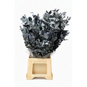 Pres Euca Stuartiana Blue P Bunch