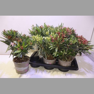 Nerium Oleander Ov