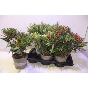 arr8 Nerium Oleander Ov