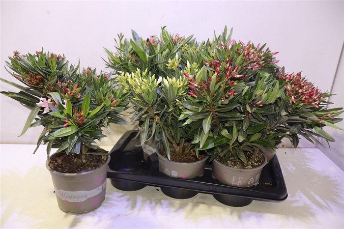 <h4>arr8 Nerium Oleander Ov</h4>