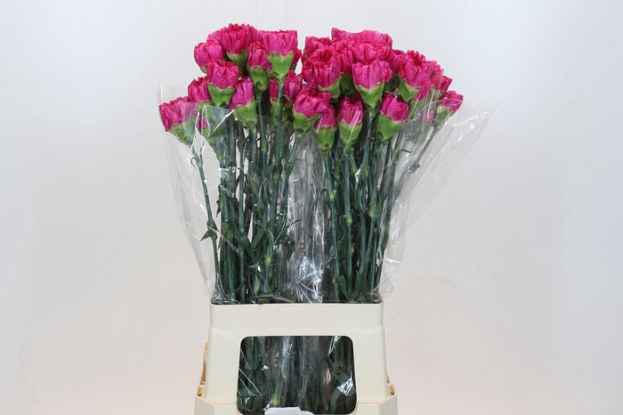 <h4>Dianthus St Bizet</h4>