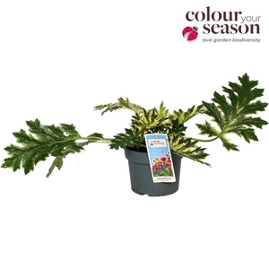 Acanthus White Water P19