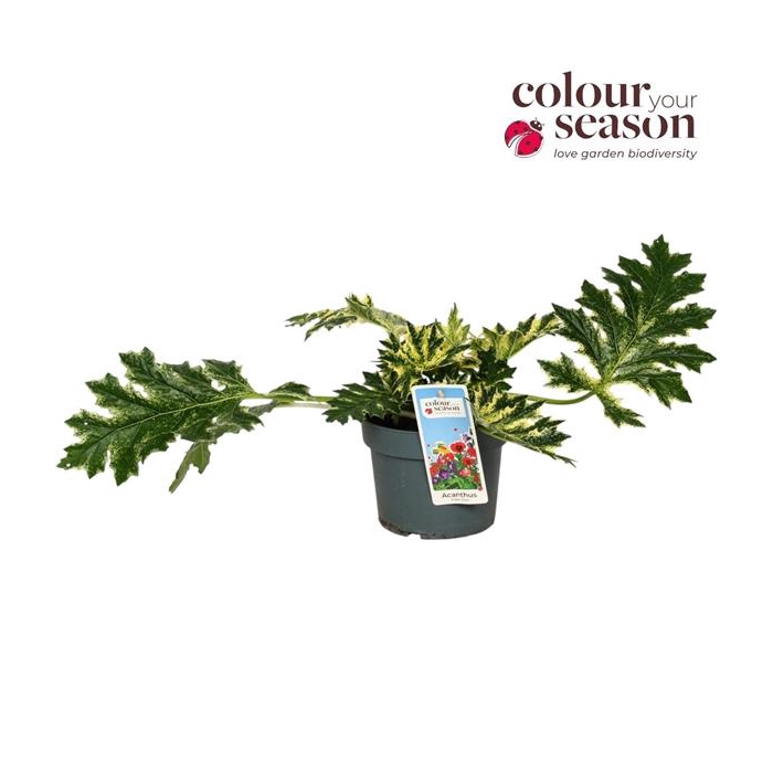 <h4>Acanthus White Water P19</h4>