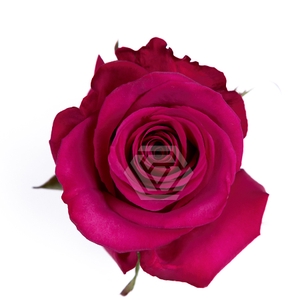 R GR ROSEBERRY Tessa