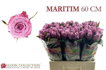 <h4>R Gr Maritim</h4>