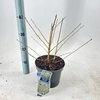 Prunus incisa