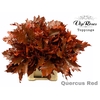 QUERCUS RED