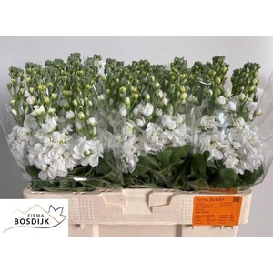MATTHIOLA INCANA 'AIDA WHITE'