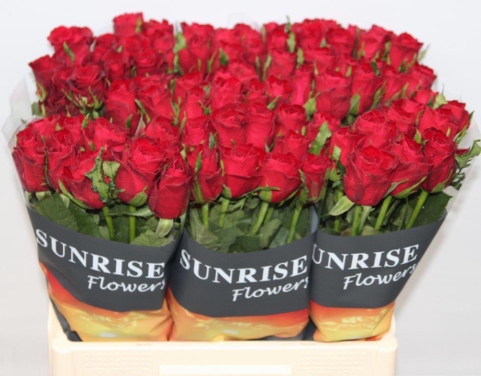 <h4>R GR MADAM RED</h4>