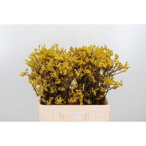 Anigozanthos Yellow Gem