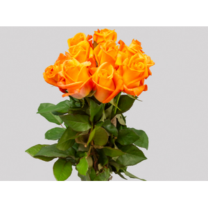 ROSA VOODOO 050 CM ESTUFA
