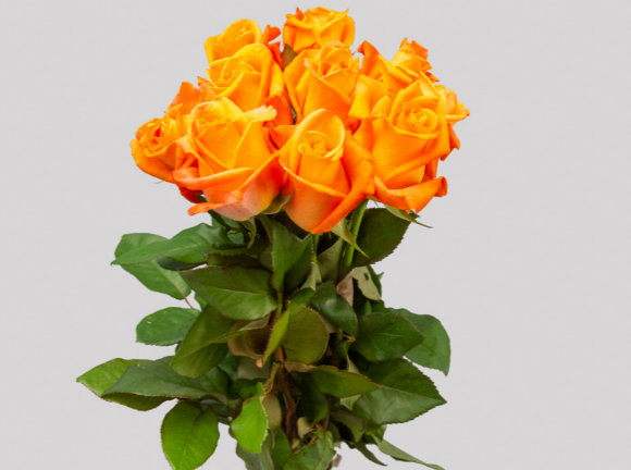 <h4>ROSA VOODOO 050 CM ESTUFA</h4>