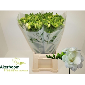 FR DU ROMANTIC WHITE