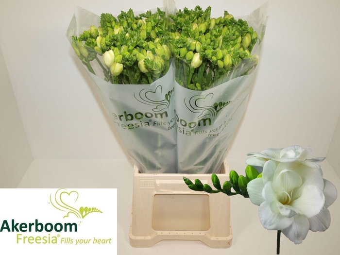 <h4>FR DU ROMANTIC WHITE</h4>