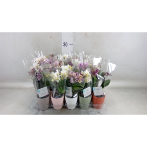 Phalaenopsis   ...mini