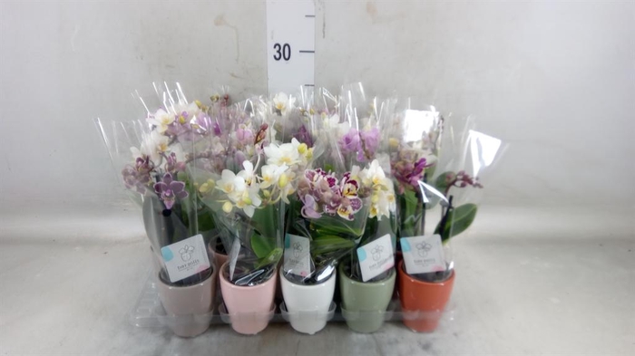 <h4>Phalaenopsis ...mini</h4>