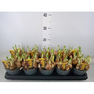 Narcissus cycl. 'Jetfire'