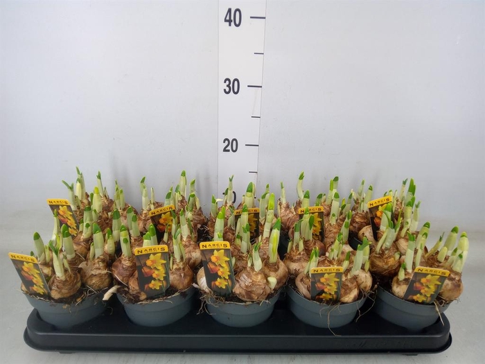 <h4>Narcissus cycl. 'Jetfire'</h4>