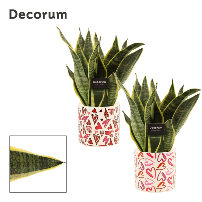 <h4>Sansevieria Superba 12 cm in Julia (Deco-collection)</h4>