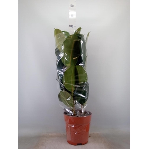 Ficus elastica 'Robusta'