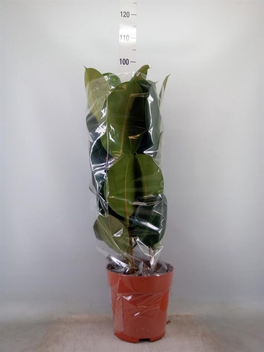 <h4>Ficus elastica 'Robusta'</h4>