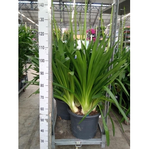 Agapanthus  'Big Blue'