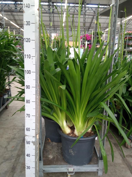 <h4>Agapanthus  'Big Blue'</h4>