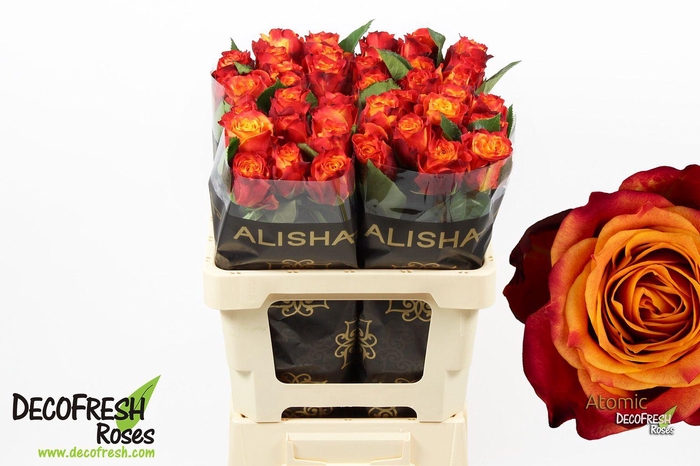 <h4>R Gr Atomic</h4>