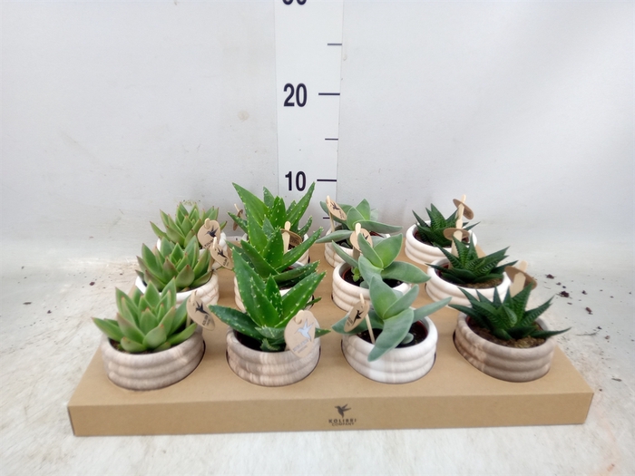 <h4>Succulents   ...mix 3</h4>