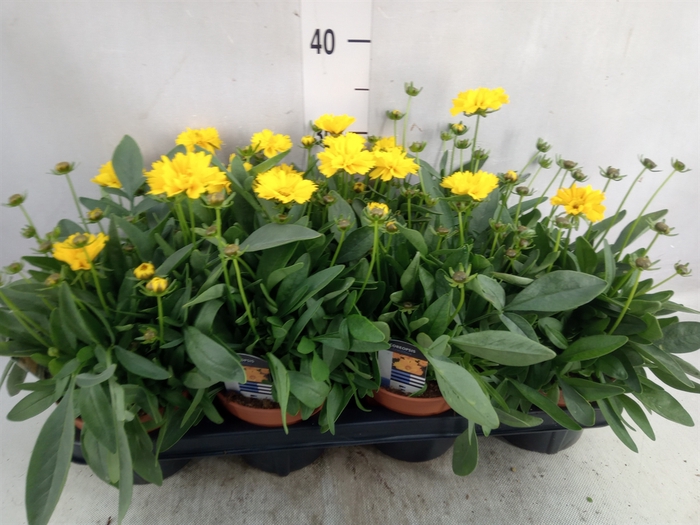 <h4>Coreopsis grandif. 'Presto'</h4>