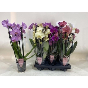 PHAL GEM