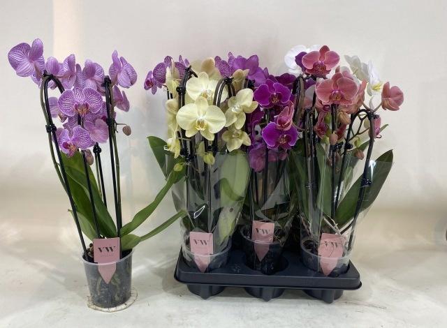 <h4>PHAL GEM</h4>