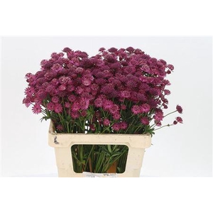 Astrantia Red Joyce