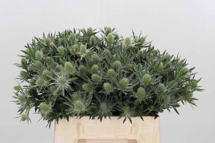 <h4>Eryn Sirius Qstar</h4>