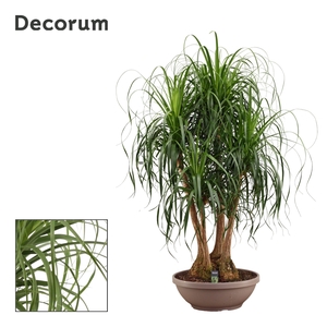 Beaucarnea vertakt 60 cm (Decorum)